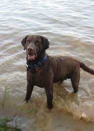 Breeding quality gun dogs for over 26 years. Chesapeake Bay Retriever Breed Information History Health Pictures And More
