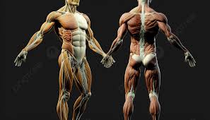 human anatomy 3d models for free