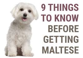 a maltese puppy
