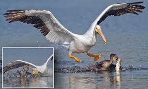 Pelly ( ぺりこ, periko ? Pelican Double Crossing Cheeky Bird Flexes Its Muscles To Swoop In And Steal Fish From Smaller Helpless Cormorant Daily Mail Online
