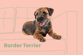 border terrier dog breed information