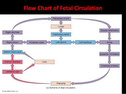 The Blood Circulation In Fetus