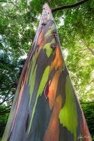 hawaii rainbow eucalyptus tree