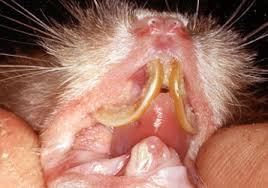 Výsledek obrázku pro přerostlé zuby u morčat