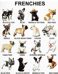 Know Your Frenchies French Bulldog Puppies French Bulldog