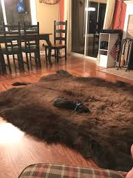 buffalo hide area rug overland