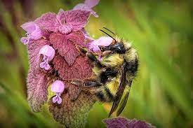 Ble Bees Hibernate Honey Bees Do