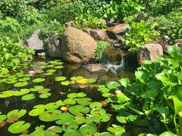 The 5 Types Of Pond Plants And Which