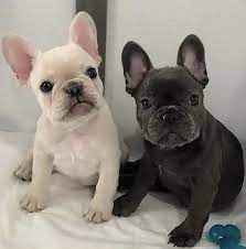 french bulldog size guide micro