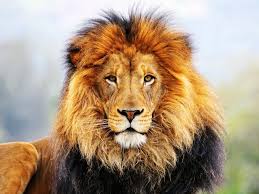 49 roaring lion