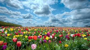 High Definition Backgrounds, Flowers - 1920x1080 px,