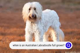 an australian labradoodle full grown