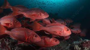 red fish at the surface of the ocean