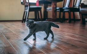 what is cat friendly flooring