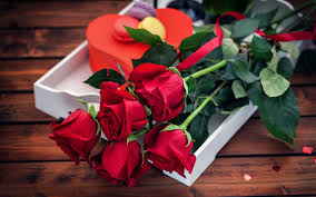 wallpaper red rose flowers bouquet
