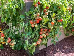 Grow Tomatoes In Raised Beds