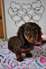 He's a sweetheart and loves to be held or just laying on your lap makes him happy. Dachshund Mini Puppies For Sale In Oh Lancaster Puppies