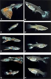 Genetic Basis Of The Variegated Tail Pattern In The Guppy