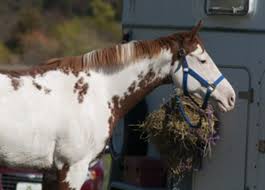 A Guide To Equine Color Genetics And Coat Color Expert How