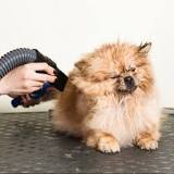 Prevent Your Lungs From Being Damaged Through Grooming ...