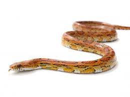 Keeping Corn Snakes The Ideal Snake