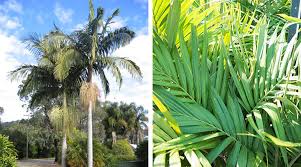 Outdoor Palms For Sydney Gardens