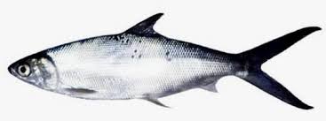 Ikan adalah kelompok vertebrata akuatik yang hidup di air dan bernafas (mendapatkan oksigen) dengan insang. 2