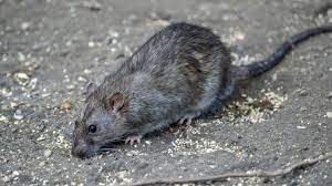 Rats In Garden How To Get Rid Of Them