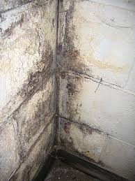 How To Clean Mold And Mildew In The