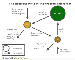 the nutrient cycle in the rainforest