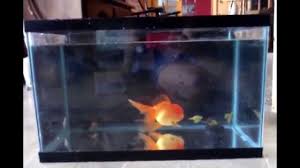 why a 10 gallon tank is too small for a
