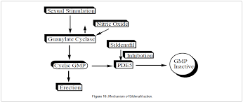 Sildenafil Viagratm Synthesis Step By Step And Its