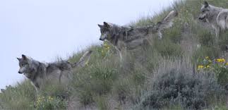 River Of No Return Gray Wolf Fact Sheet Nature Pbs