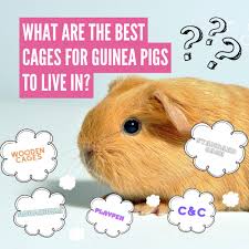 Best Guinea Pig Cages Find The Right