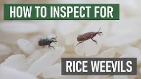 What kills rice weevils?