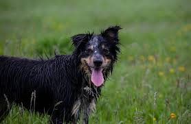 wet dog smell how to get rid of it