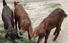 Sirohi Goat Breed Profile Information Guide Goat Farming