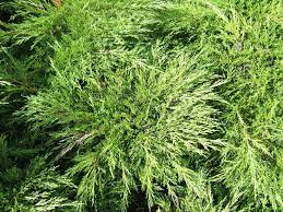 Juniperus sabina - Wikipedia