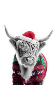 Highland cow christmas pictures