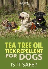 tea tree oil dog spray recipe for fleas