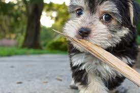 morkie dogs essential facts on the