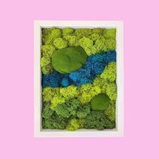 Moss Art Small Framed Preserved Colored