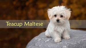 teacup maltese dog breed information