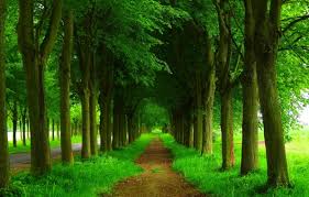 wallpaper road forest trees nature