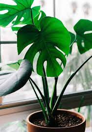 18 easy care houseplants for your home