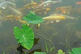 pond fish best varieties to stock a