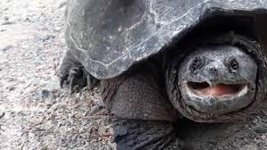 Turtle Angrily Snaps At Girls Phone After She Got Too Close