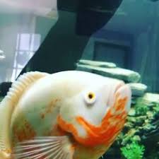 85 Best Oscar Fish Images In 2019 Oscar Fish Fish Cichlids