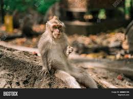 They pick so quick what you want to teach them. Funny Monkey Sitting Image Photo Free Trial Bigstock