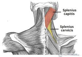 By the middle line of the back is a longitudinal groove back (sulcus. The Intrinsic Back Muscles Attachments Actions Teachmeanatomy